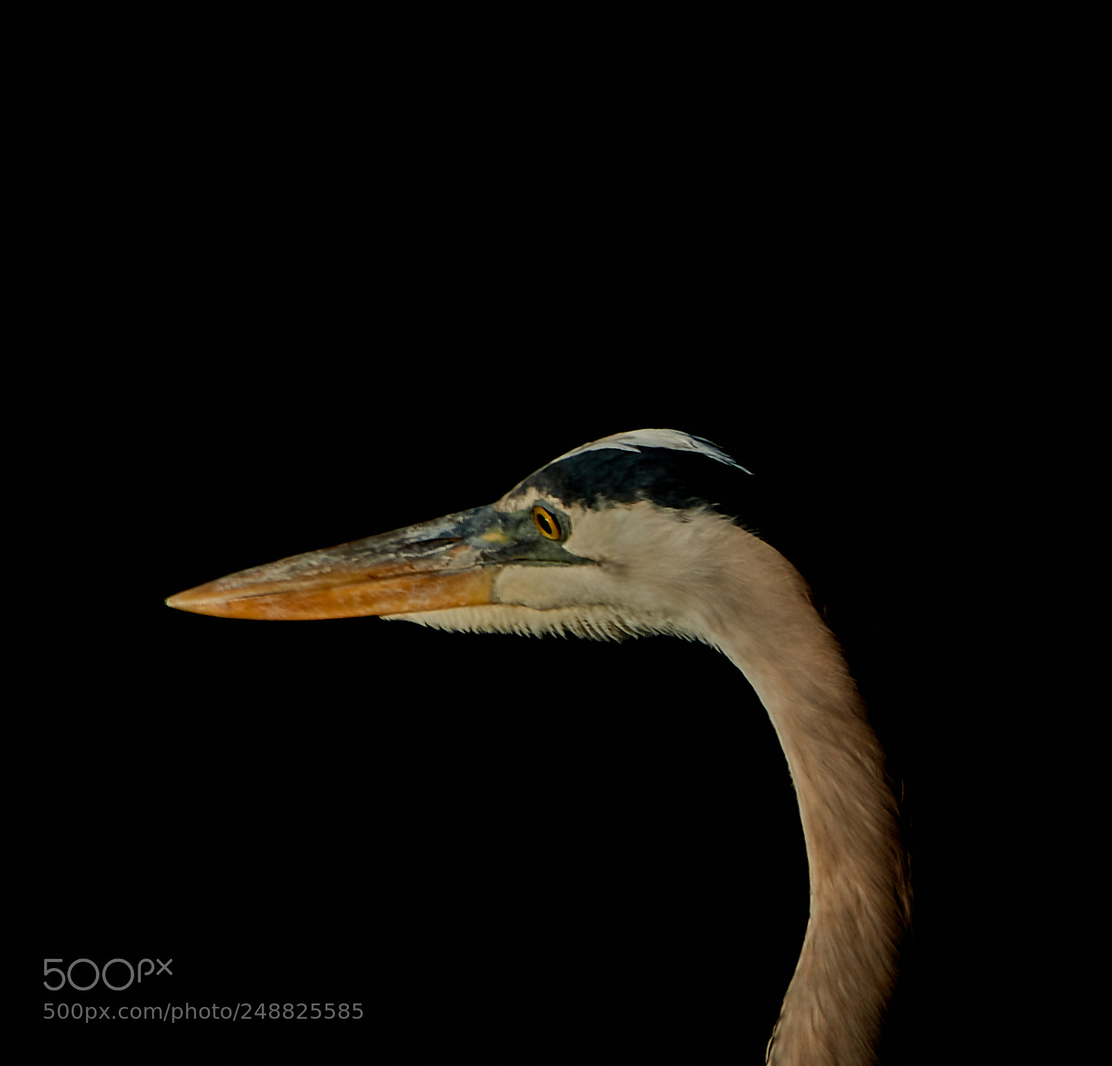 Canon EOS-1D X Mark II sample photo. 03-10-18-0007162.jpg photography