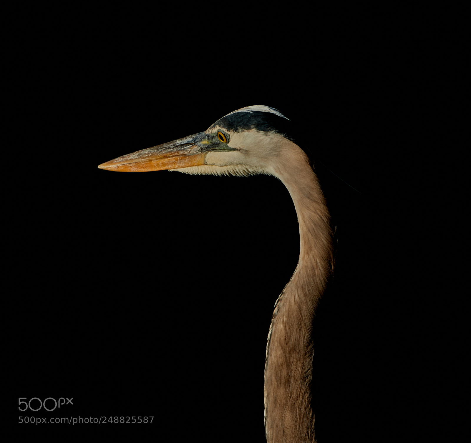 Canon EOS-1D X Mark II sample photo. 03-10-18-0007161.jpg photography