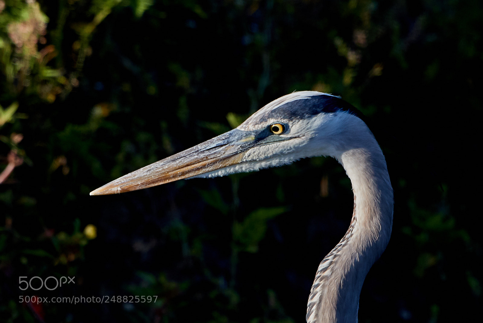 Canon EOS-1D X Mark II sample photo. 03-10-18-0007159.jpg photography