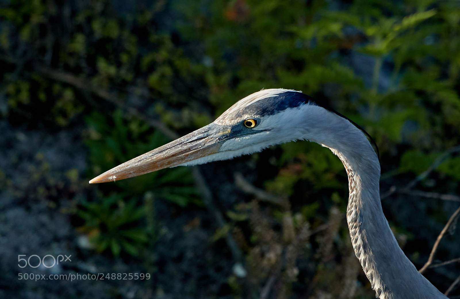 Canon EOS-1D X Mark II sample photo. 03-10-18-0007158.jpg photography