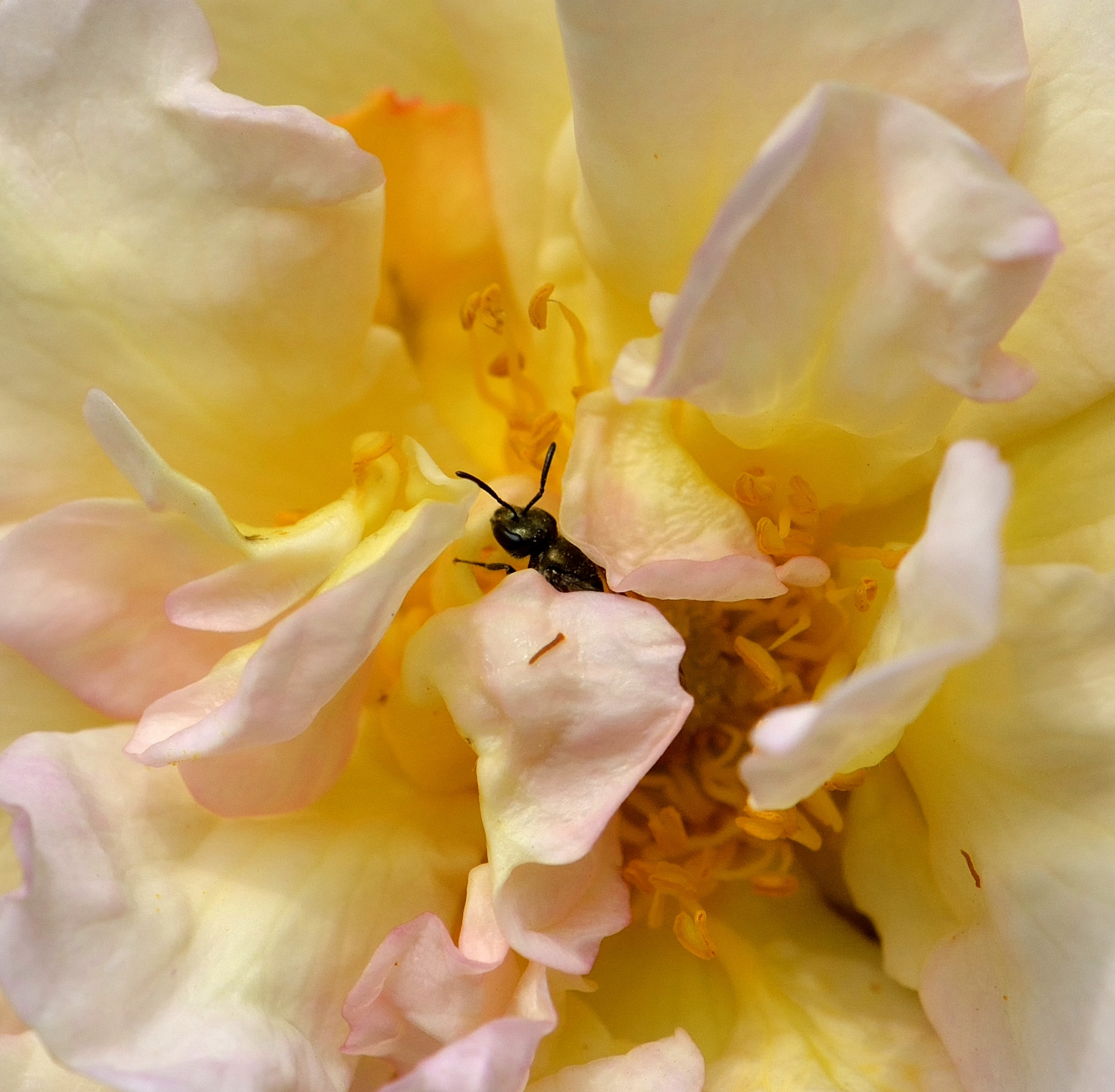 Nikon AF-S DX Micro-Nikkor 85mm F3.5G ED VR sample photo. Toute petite dans la rose photography