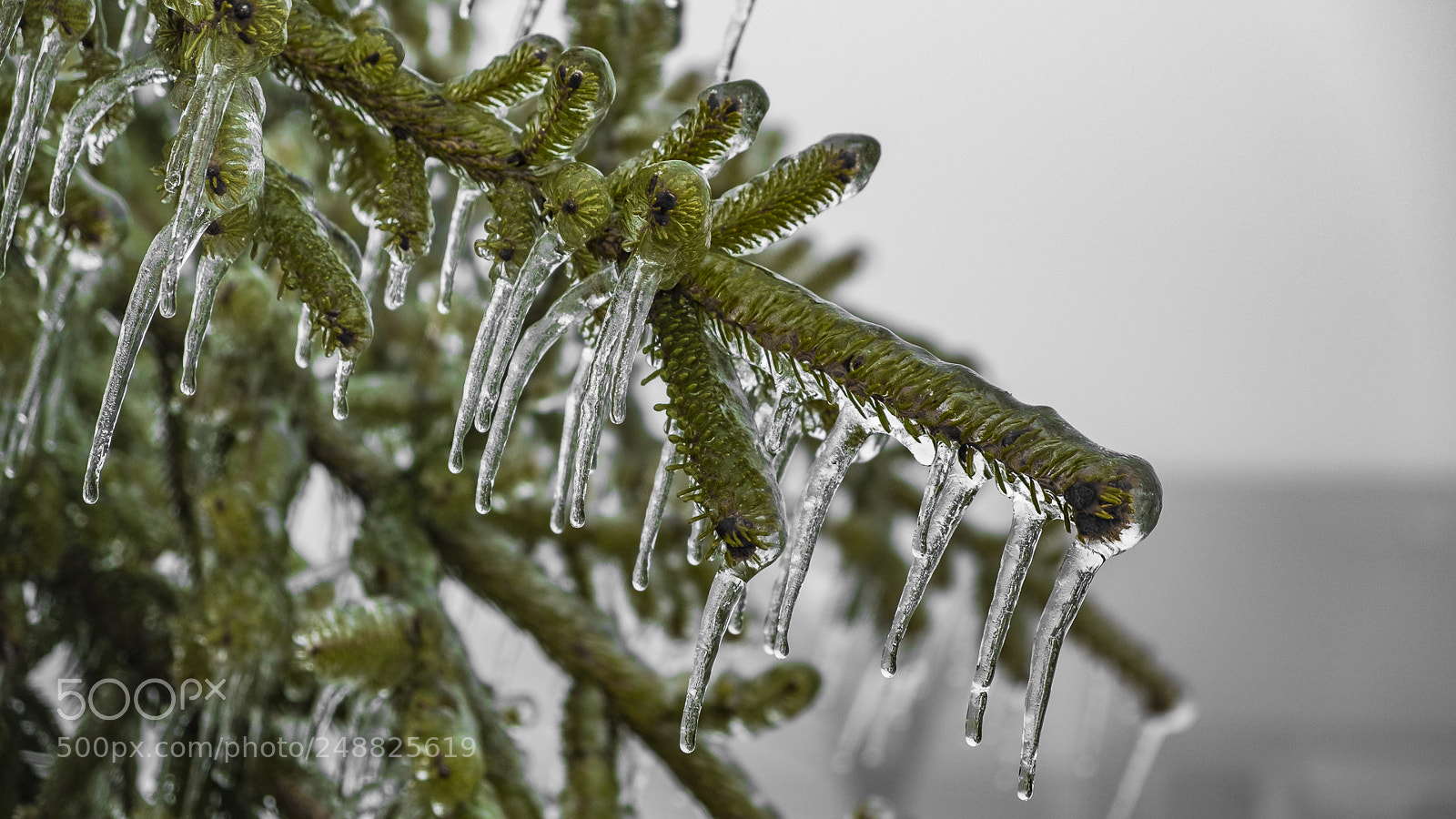 Fujifilm X-T10 sample photo. Frozen pine photography