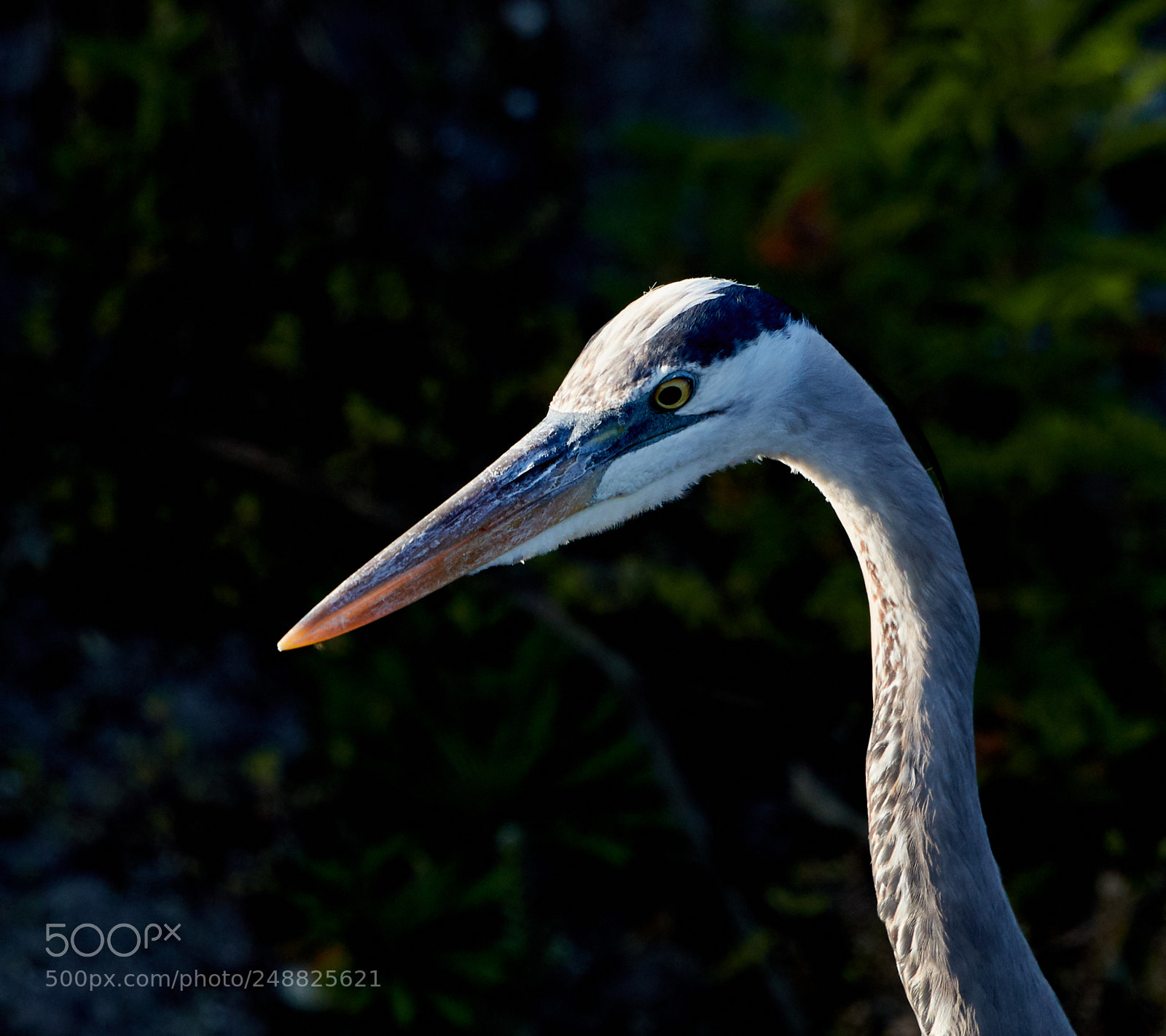 Canon EOS-1D X Mark II sample photo. 03-10-18-0007156.jpg photography