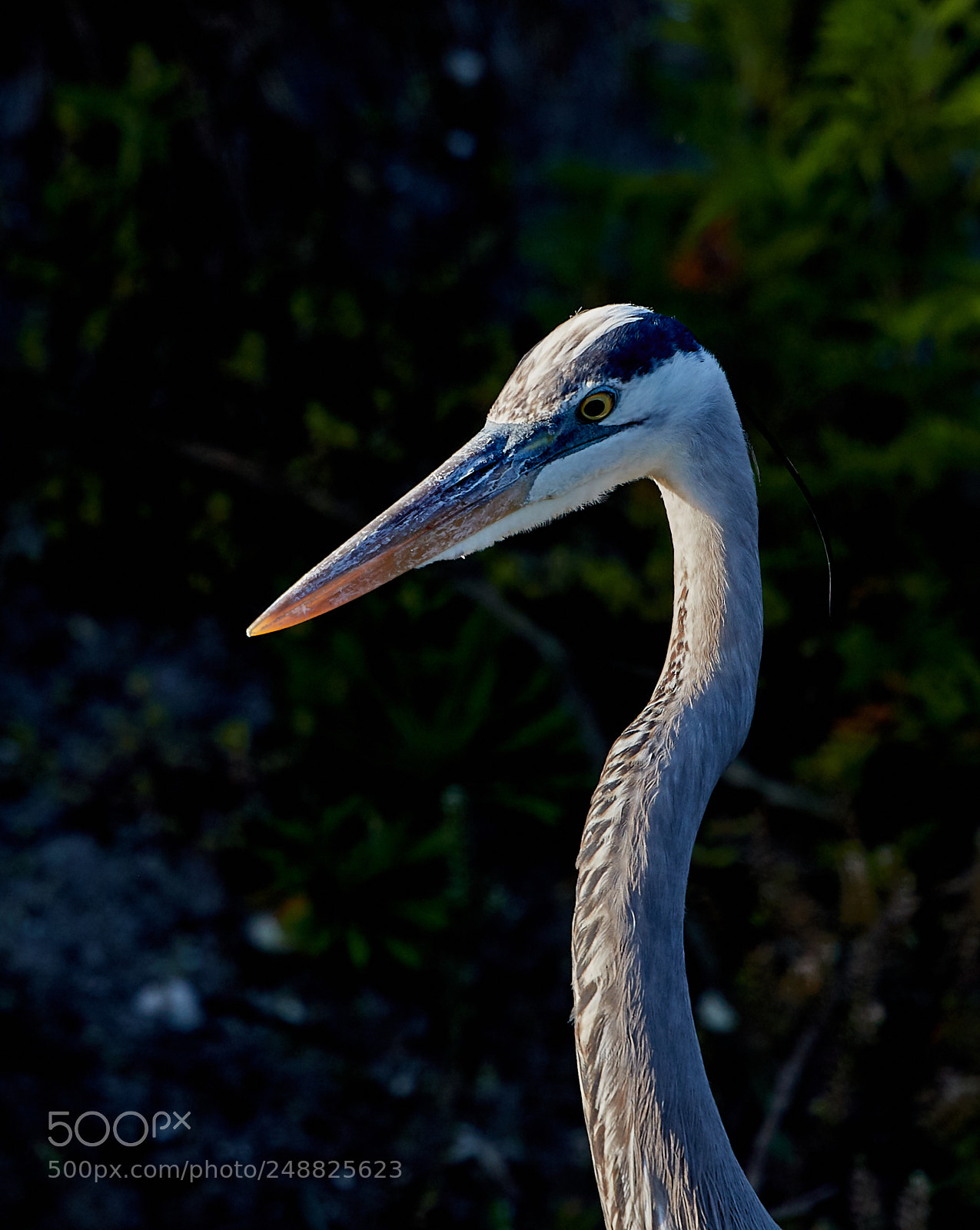 Canon EOS-1D X Mark II sample photo. 03-10-18-0007155.jpg photography