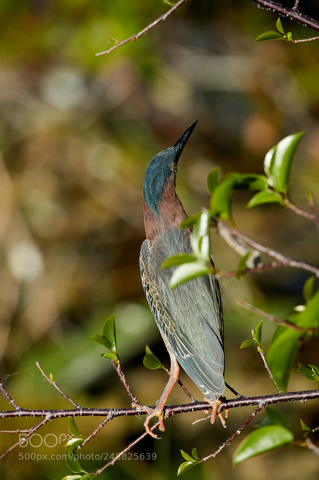 Canon EOS-1D X Mark II sample photo. 03-10-18-0007137.jpg photography
