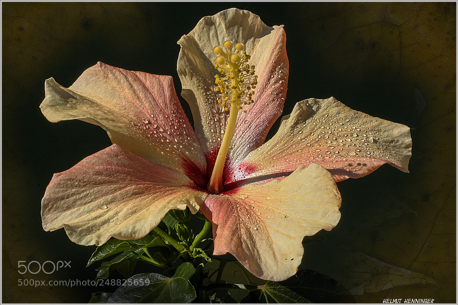 Canon EOS 10D sample photo. 0444 hibiskus photography