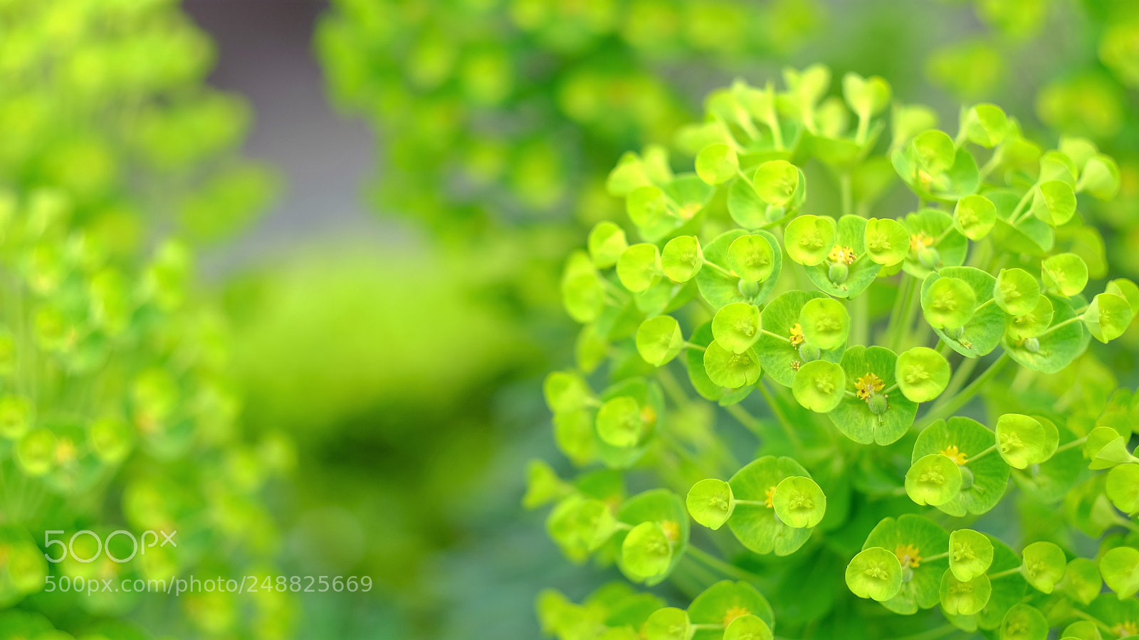 Fujifilm X-T1 sample photo. Is it leaf or photography