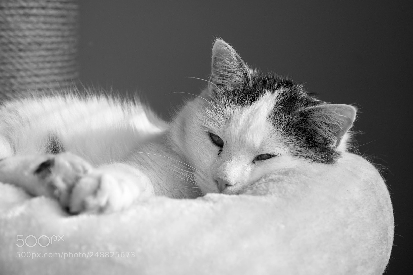 Nikon D5200 sample photo. Didi iii photography