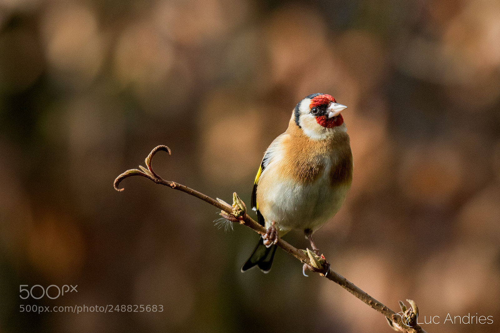 Canon EOS 7D Mark II sample photo. Goldfinch in my garden photography