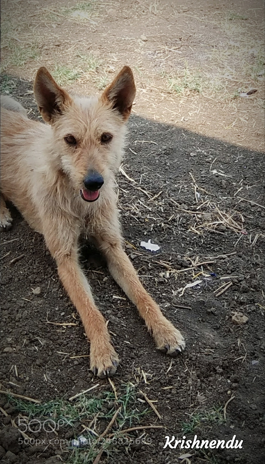 Xiaomi Redmi Note 4 sample photo. Indian street dog photography