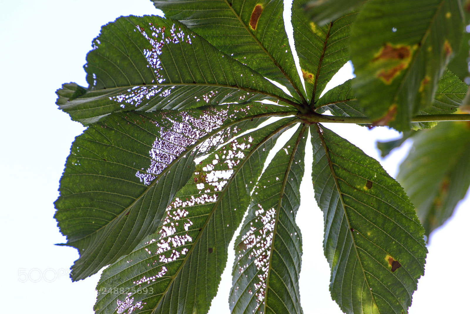 Nikon D600 sample photo. Seethru leaves photography
