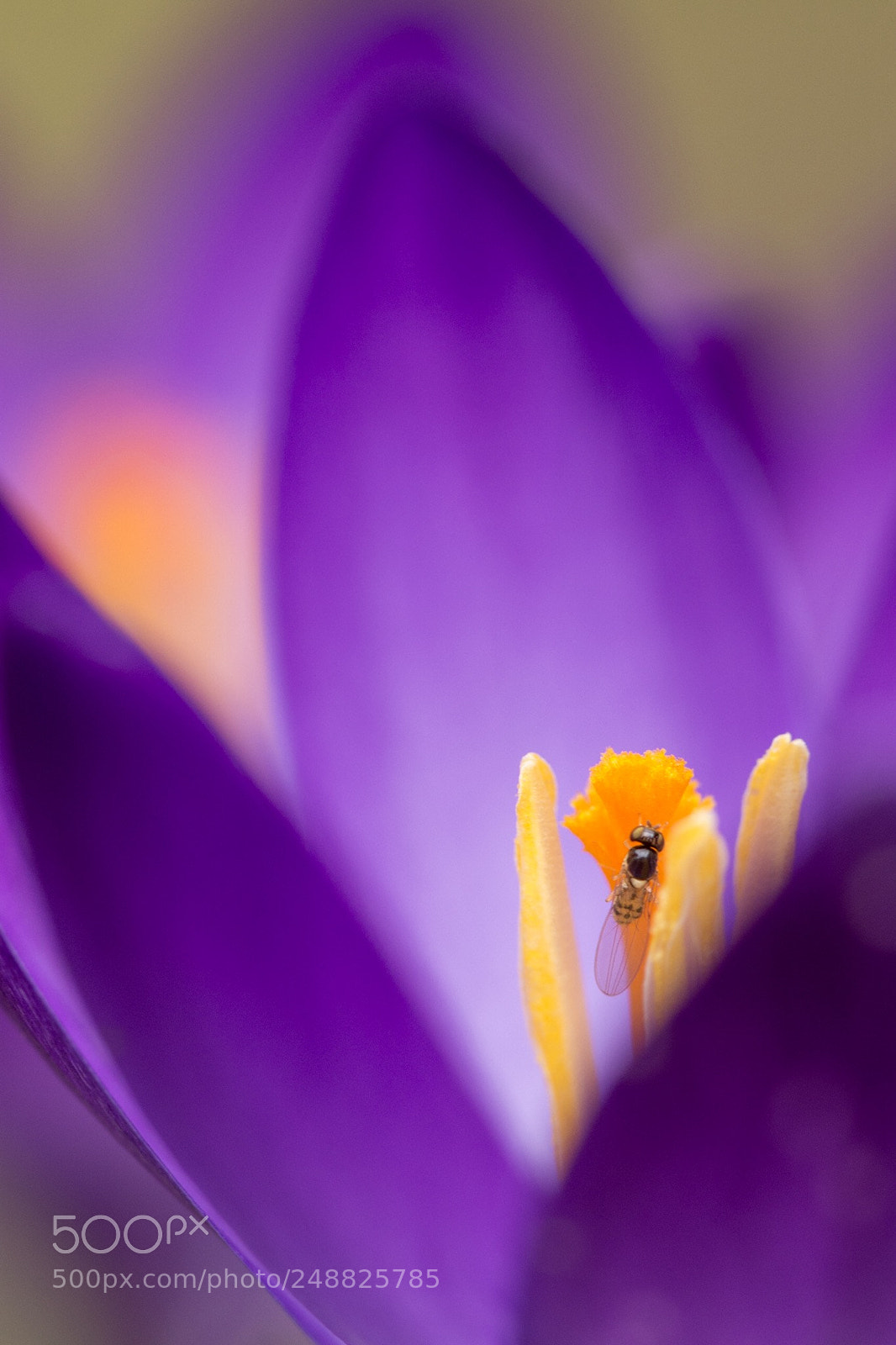 Nikon D7200 sample photo. A crocus with a photography