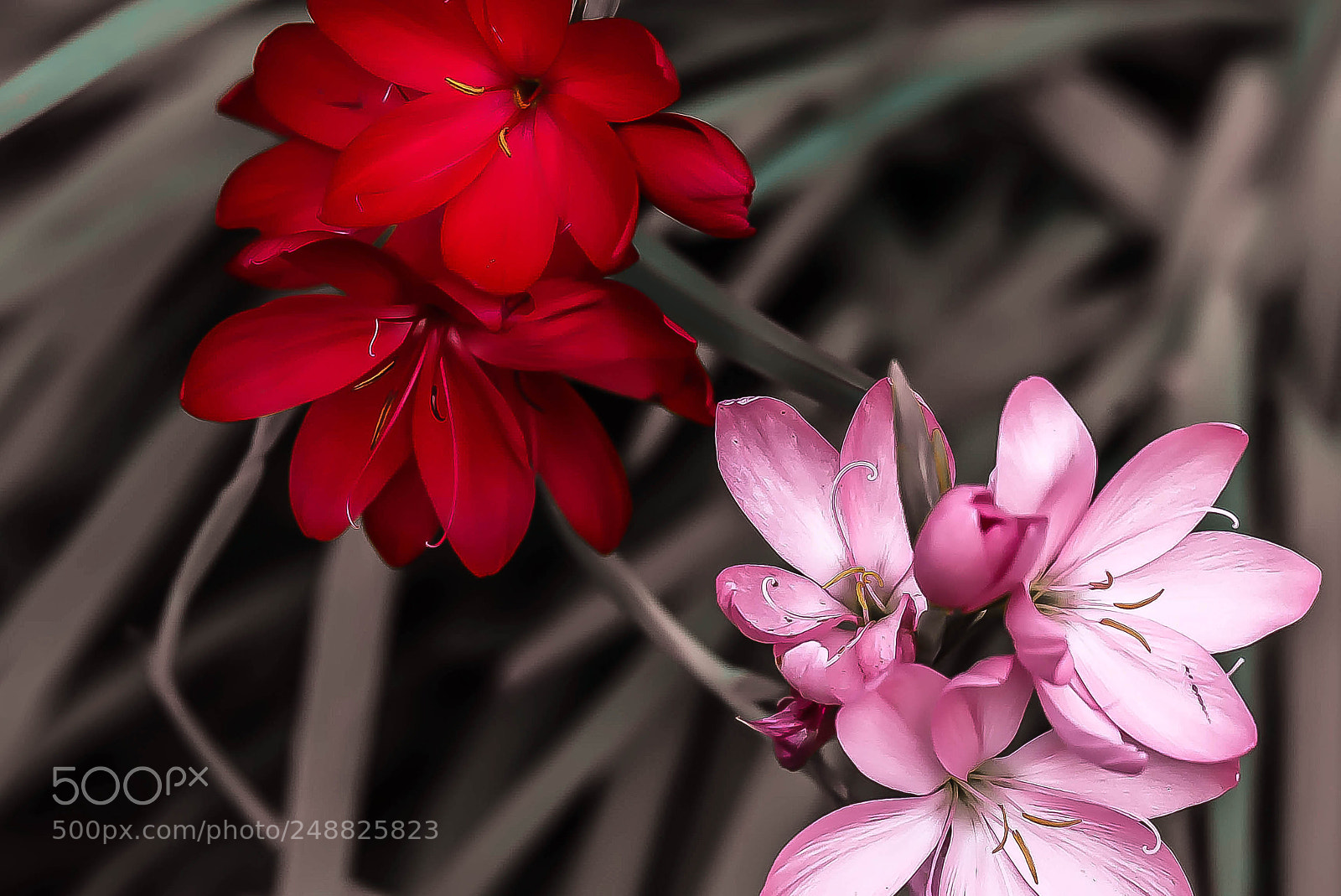 Canon EOS 60D sample photo. Hesperantha photography