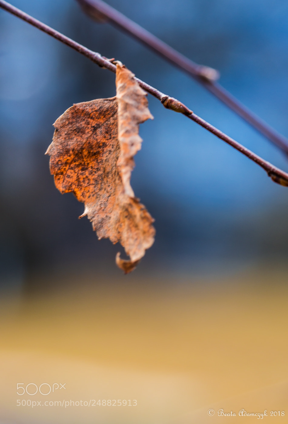 Nikon D5200 sample photo. Nature photography