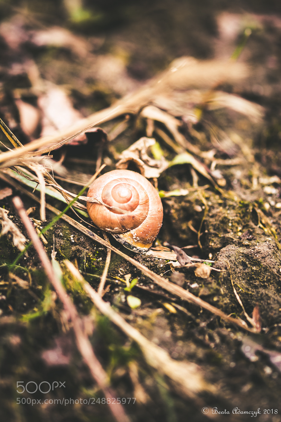 Nikon D5200 sample photo. Nature photography