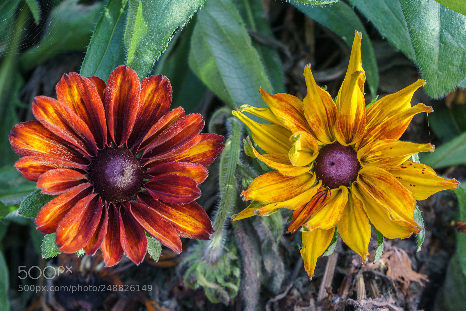 Sony a6000 sample photo. Un-identical twins photography