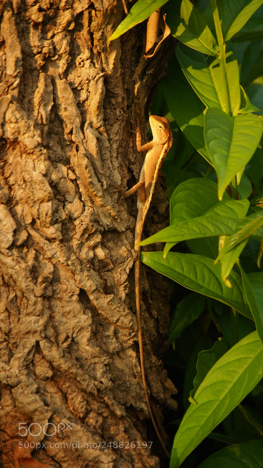 Olympus OM-D E-M10 II sample photo. Phu quoc - gecko photography