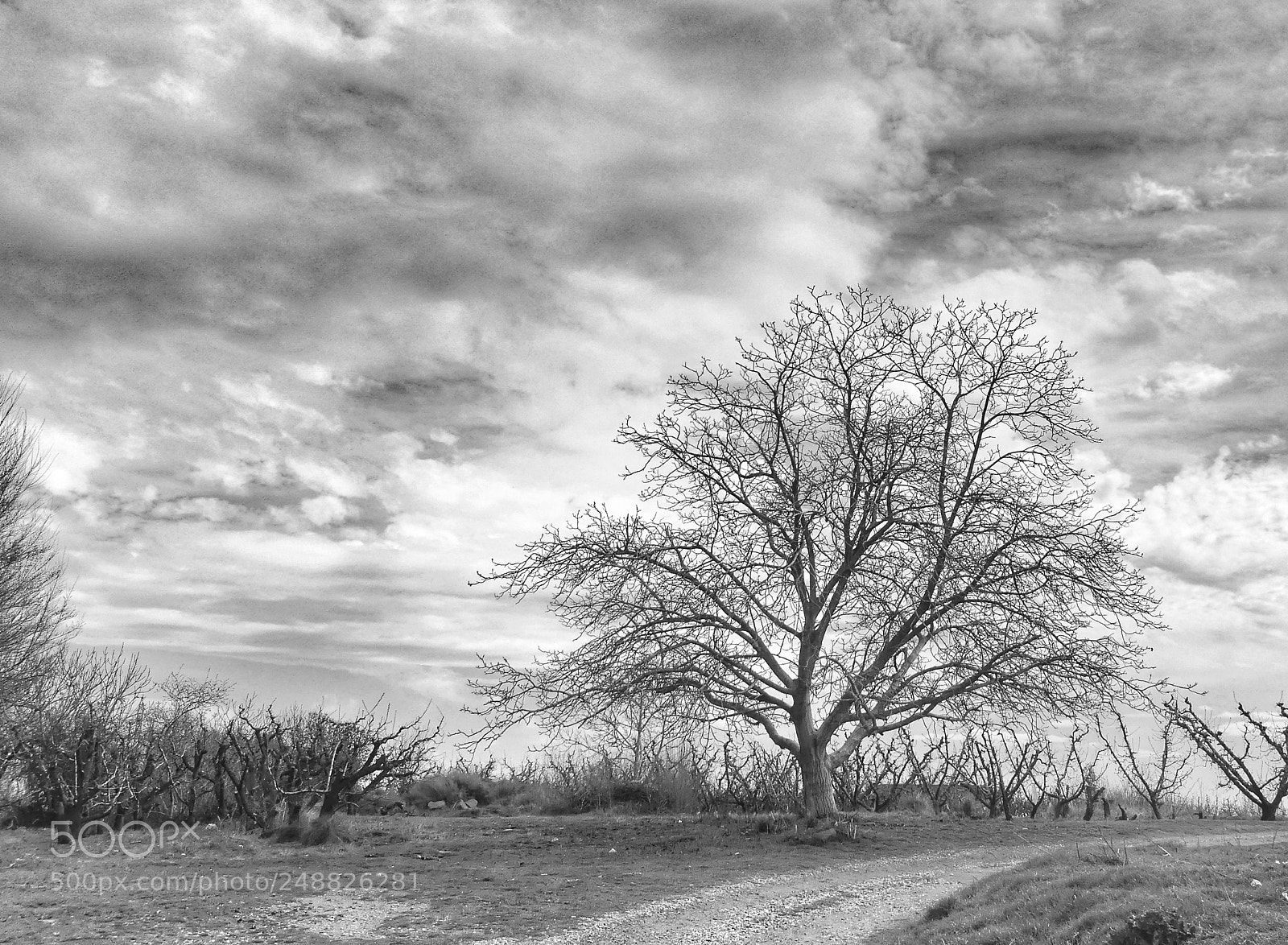Panasonic Lumix DMC-FZ300 sample photo. Encara hivern photography