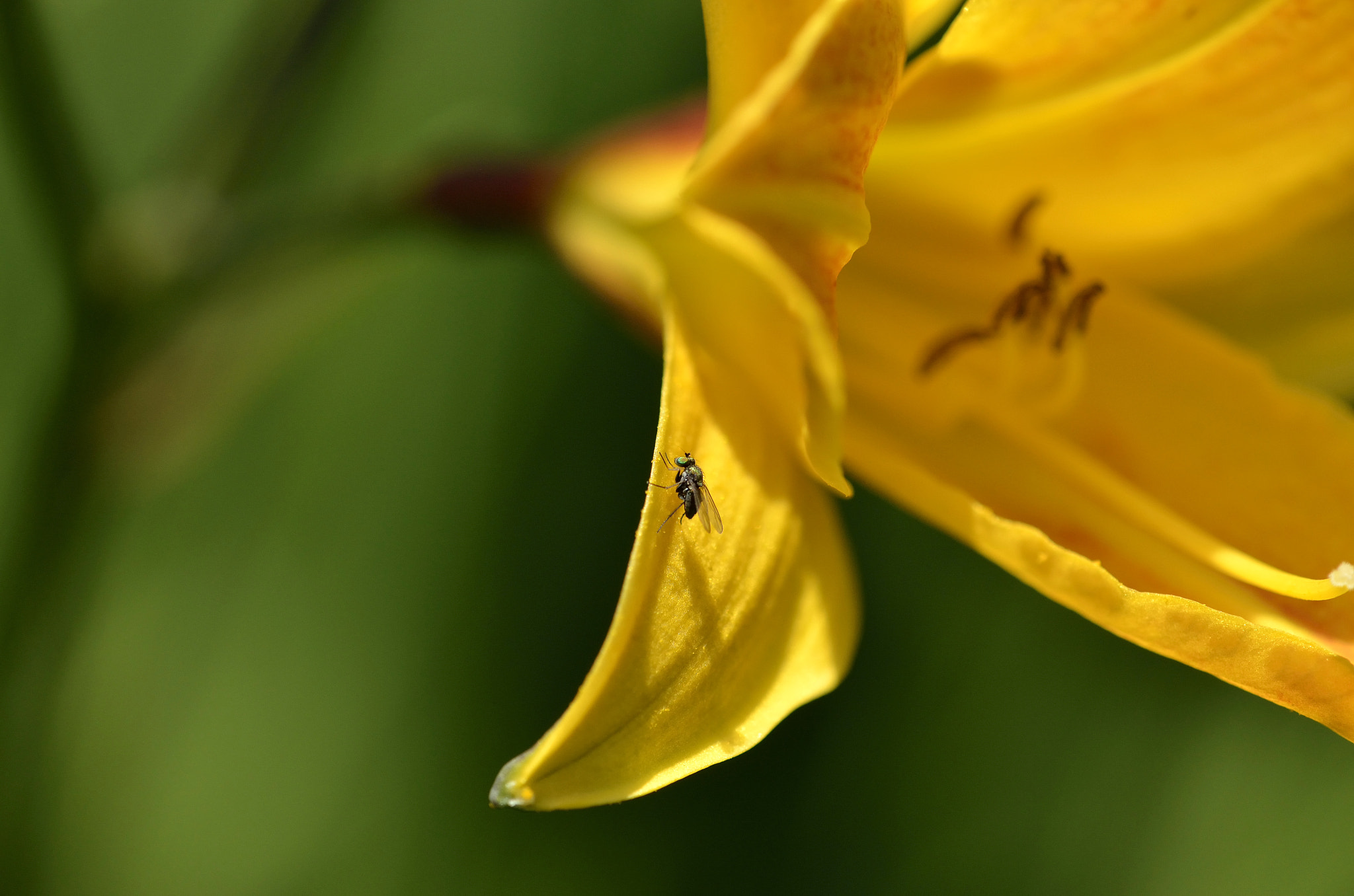 Nikon AF-S DX Micro-Nikkor 85mm F3.5G ED VR sample photo. Un bain de soleil sur le lys d'un jour photography