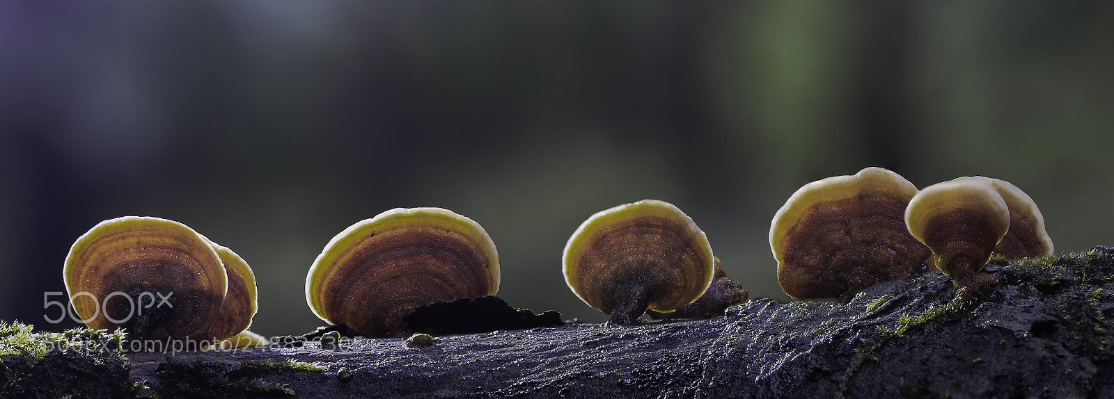 Canon EOS 7D Mark II sample photo. Forest scene.. photography