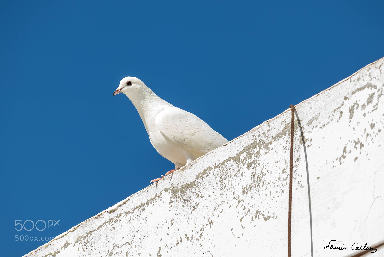Canon EOS 200D (EOS Rebel SL2 / EOS Kiss X9) sample photo. Bird of peace photography
