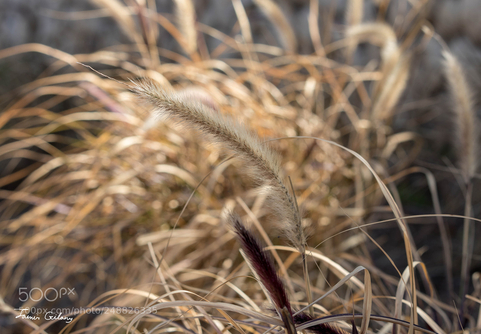 Canon EOS 200D (EOS Rebel SL2 / EOS Kiss X9) sample photo. Wild barley photography