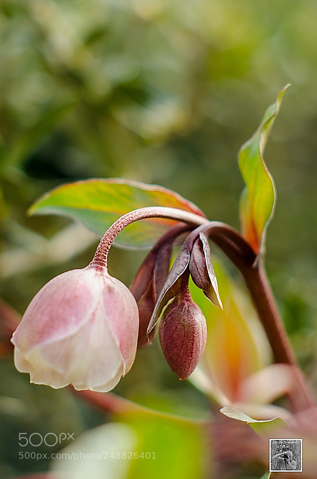 Nikon D7000 sample photo. Kawanon 105mm 2.8 photography