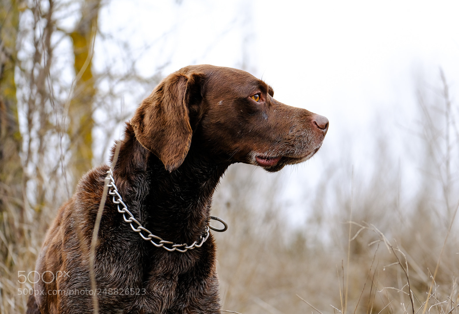 Fujifilm X-T2 sample photo. El cazador siempre vigilando photography