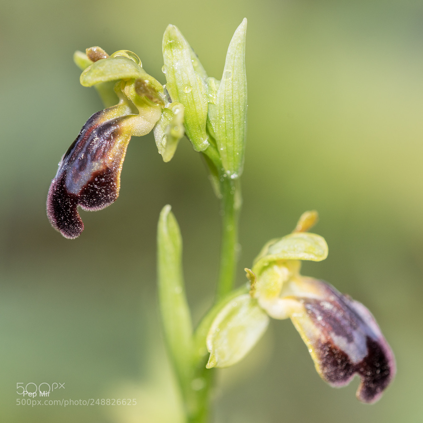 Sony a99 II sample photo. Ophrys bilunulata photography