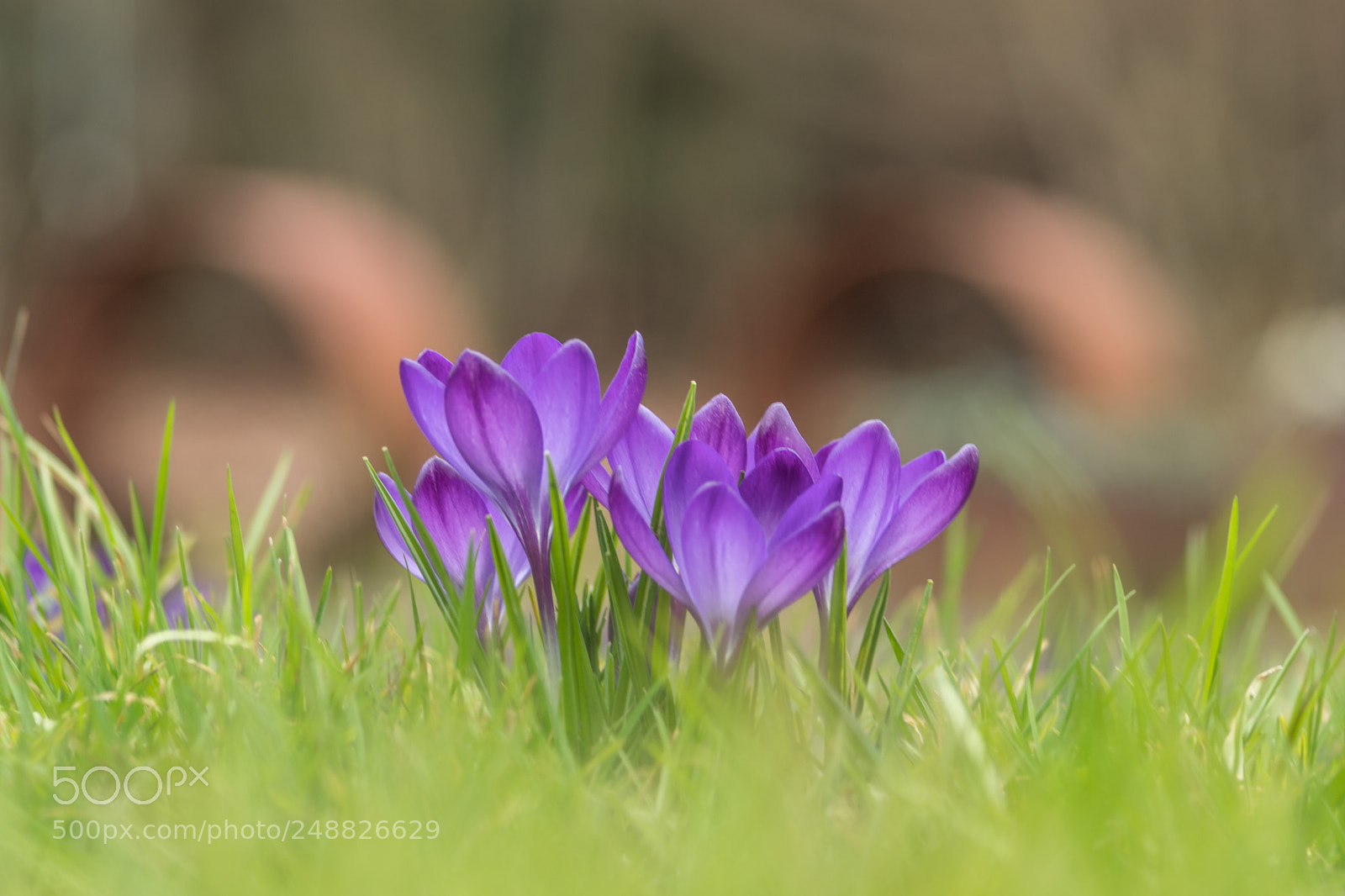 Sony SLT-A68 sample photo. Spring flower photography