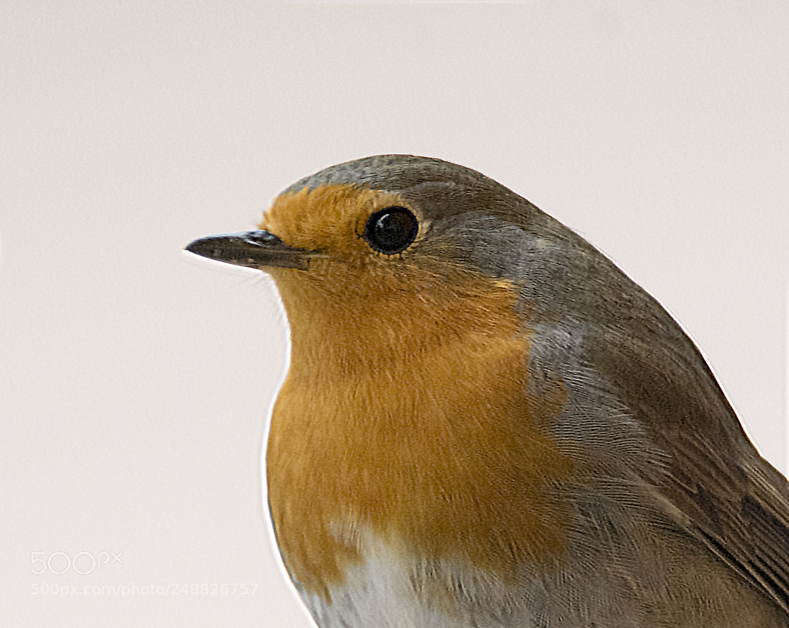 Nikon D7100 sample photo. Robin portrait photography