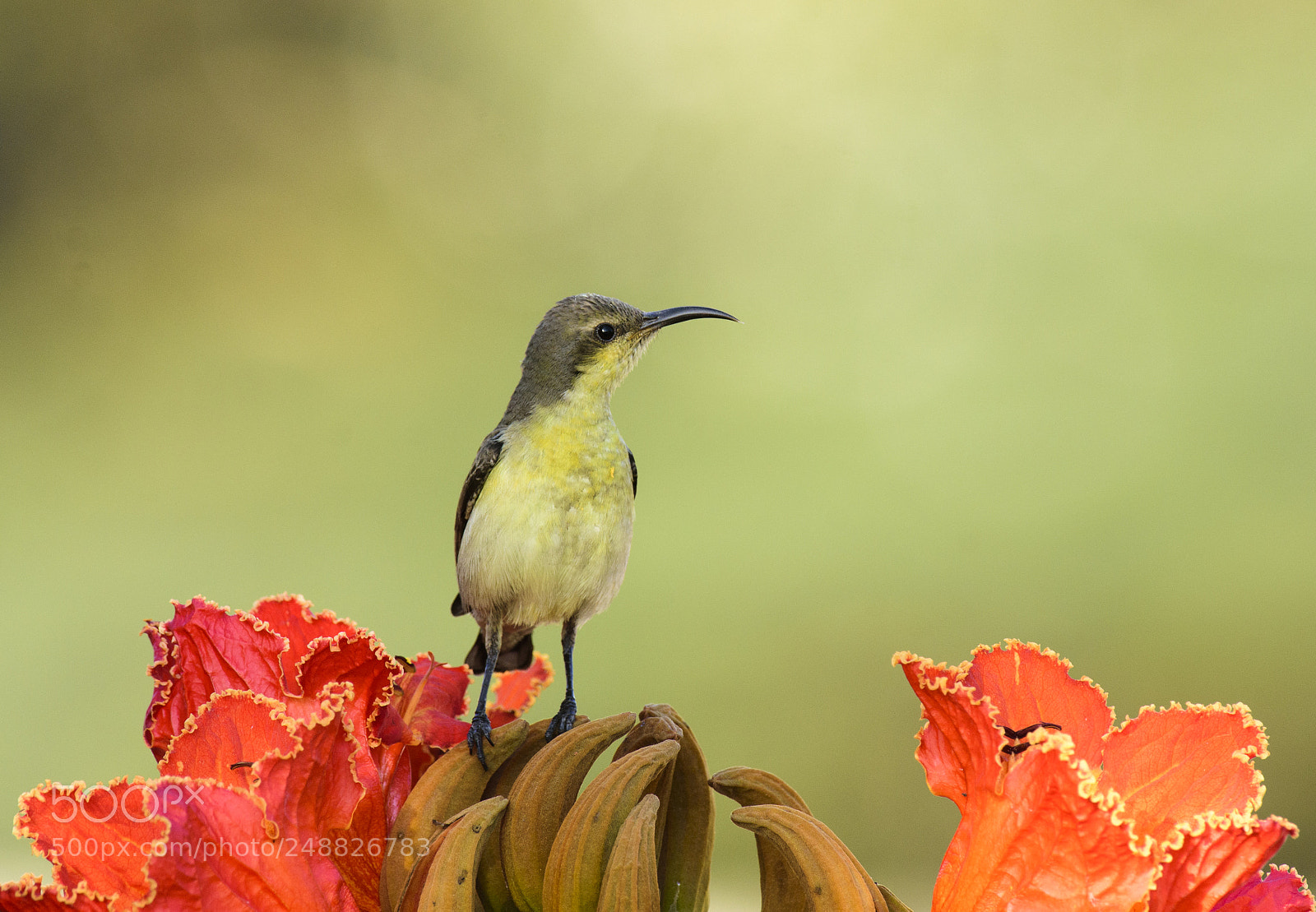Nikon D7200 sample photo. Purple sunbird - female photography