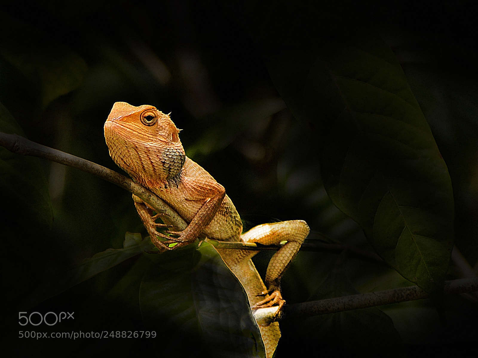 Olympus OM-D E-M1 sample photo. Changeable lizard (calotes versicolor) photography