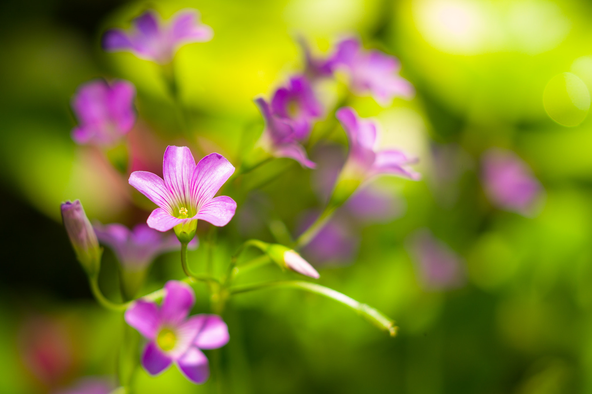 Leica M9 + Macro-Adapter M sample photo. 愛在春日暖 photography