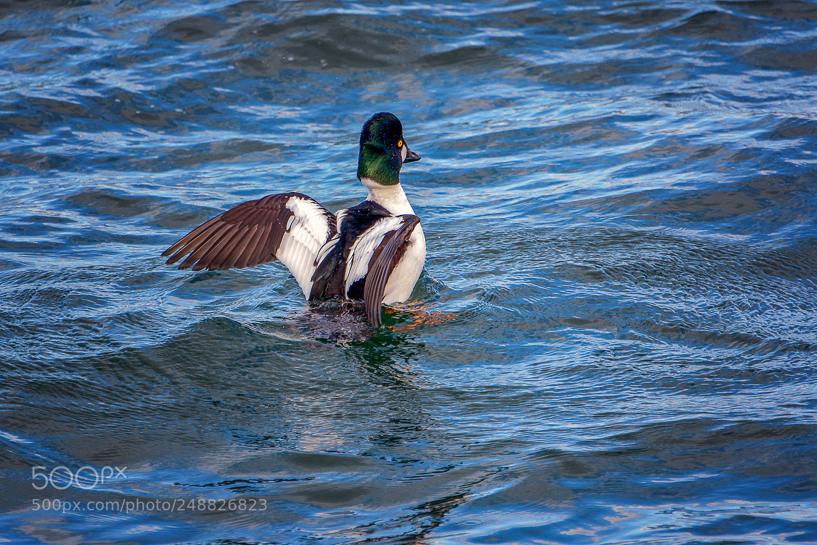Nikon D7100 sample photo. Golden eye photography