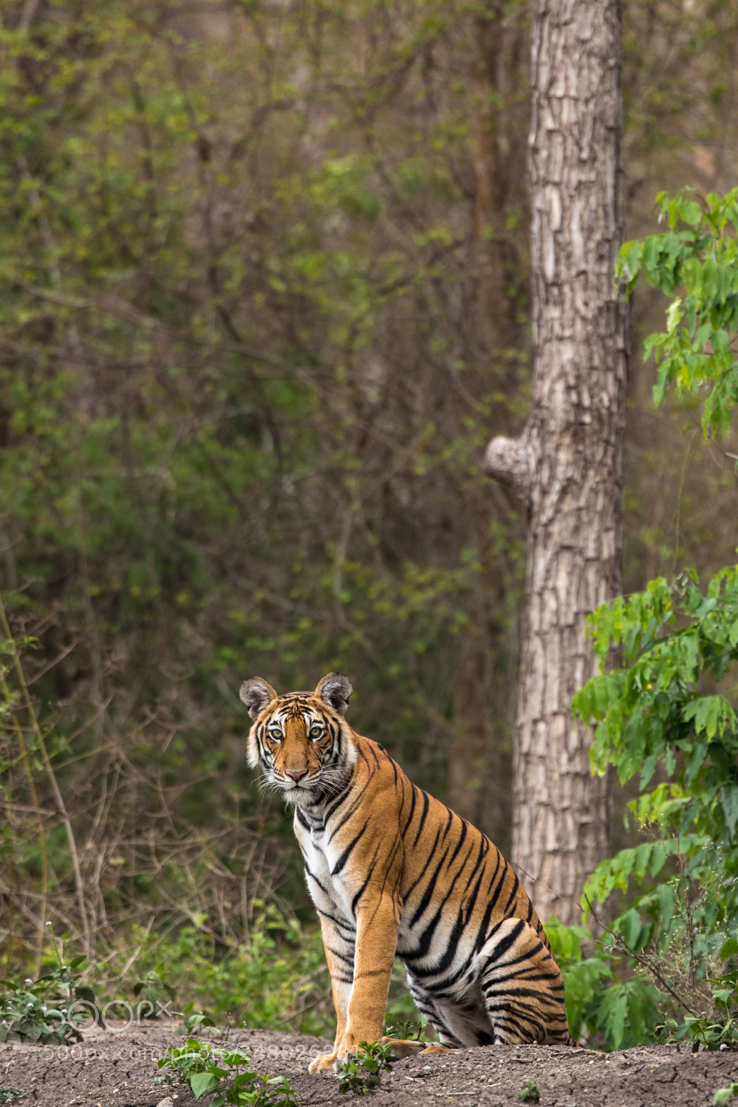 Canon EOS 7D Mark II sample photo. Royal bengal tiger photography
