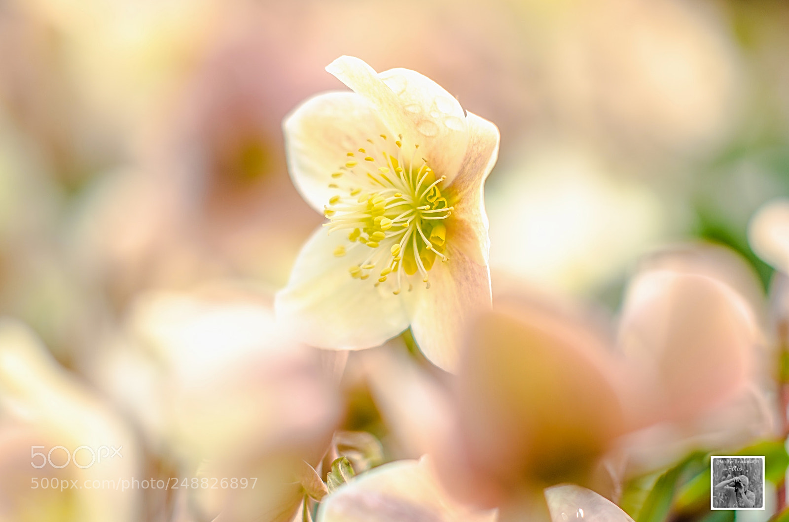 Nikon D7000 sample photo. Kawanon 105mm 2.8 photography
