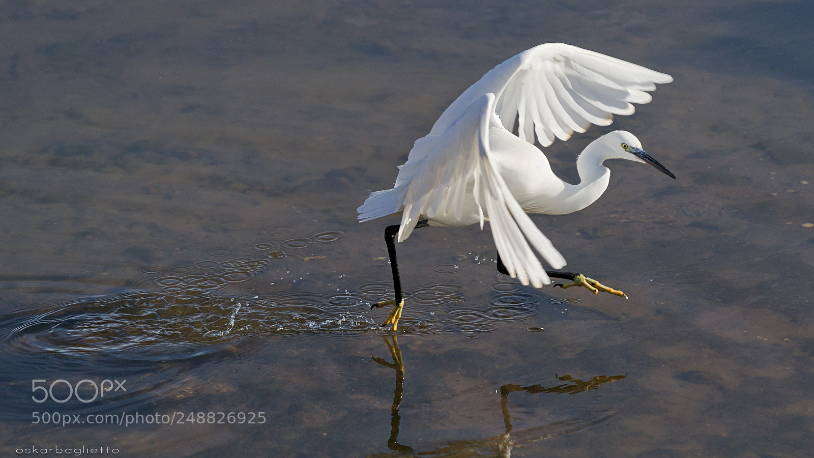 Sony Alpha DSLR-A850 sample photo. Dancing photography