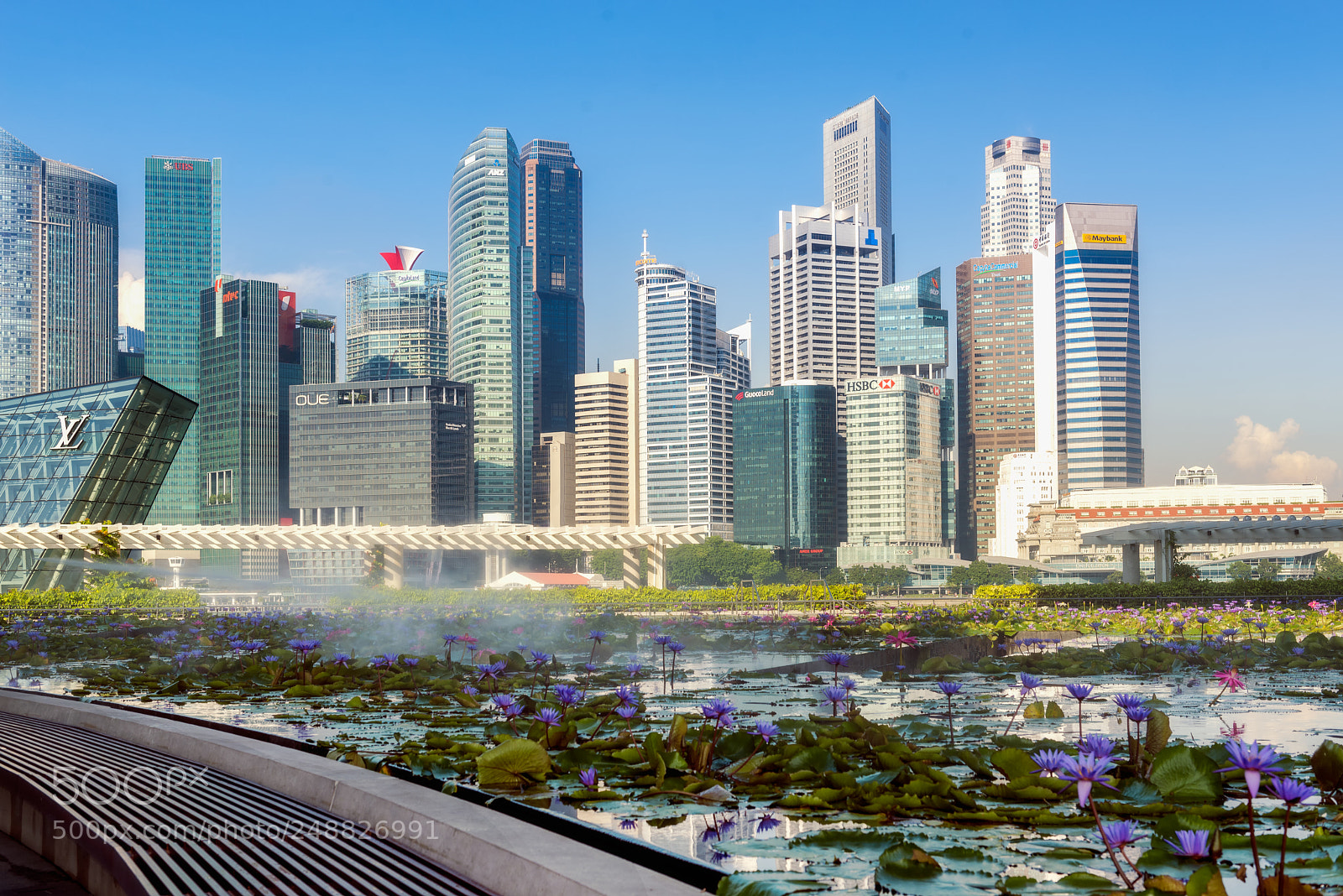 Nikon D610 sample photo. Lotus bloom with skyscraper photography
