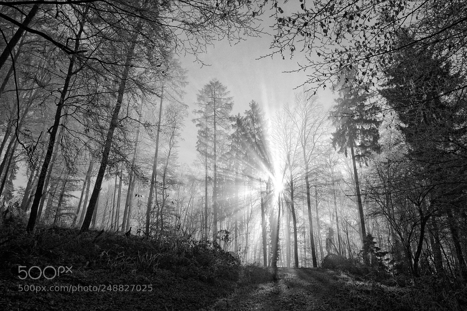 Nikon D7100 sample photo. I see the sun...... photography