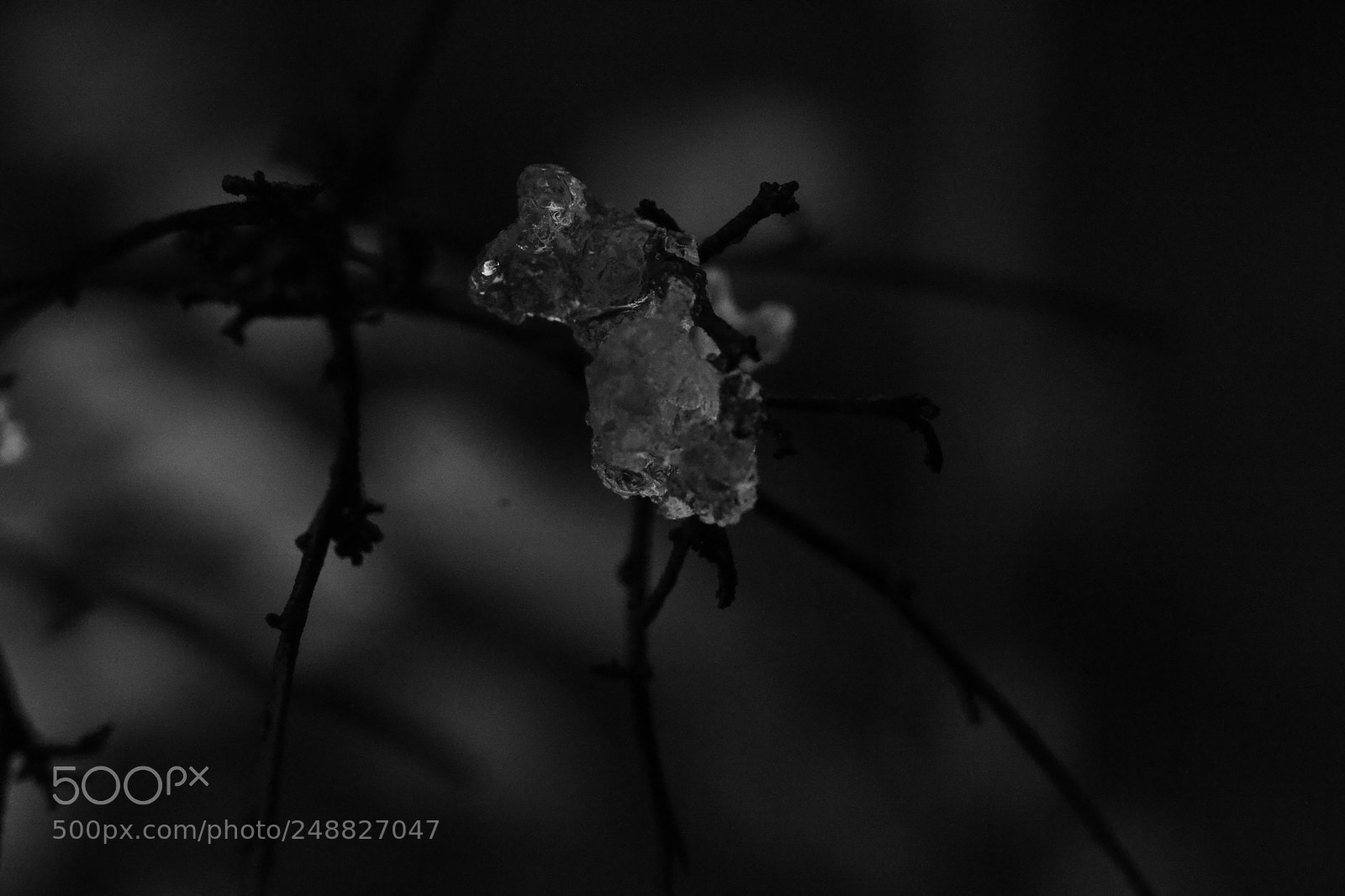 Nikon D3100 sample photo. Disgelo photography