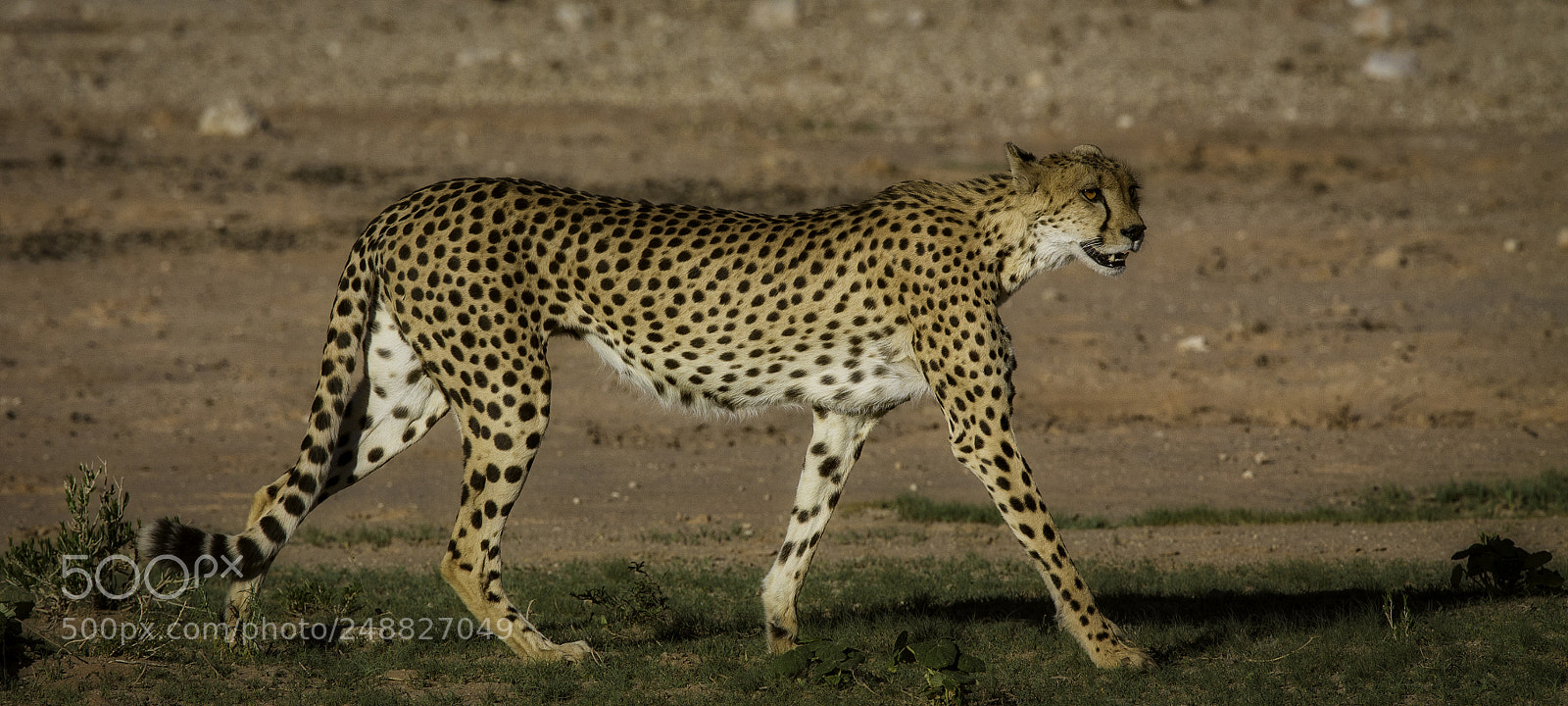 Canon EOS-1D X sample photo. Cheetah profile photography