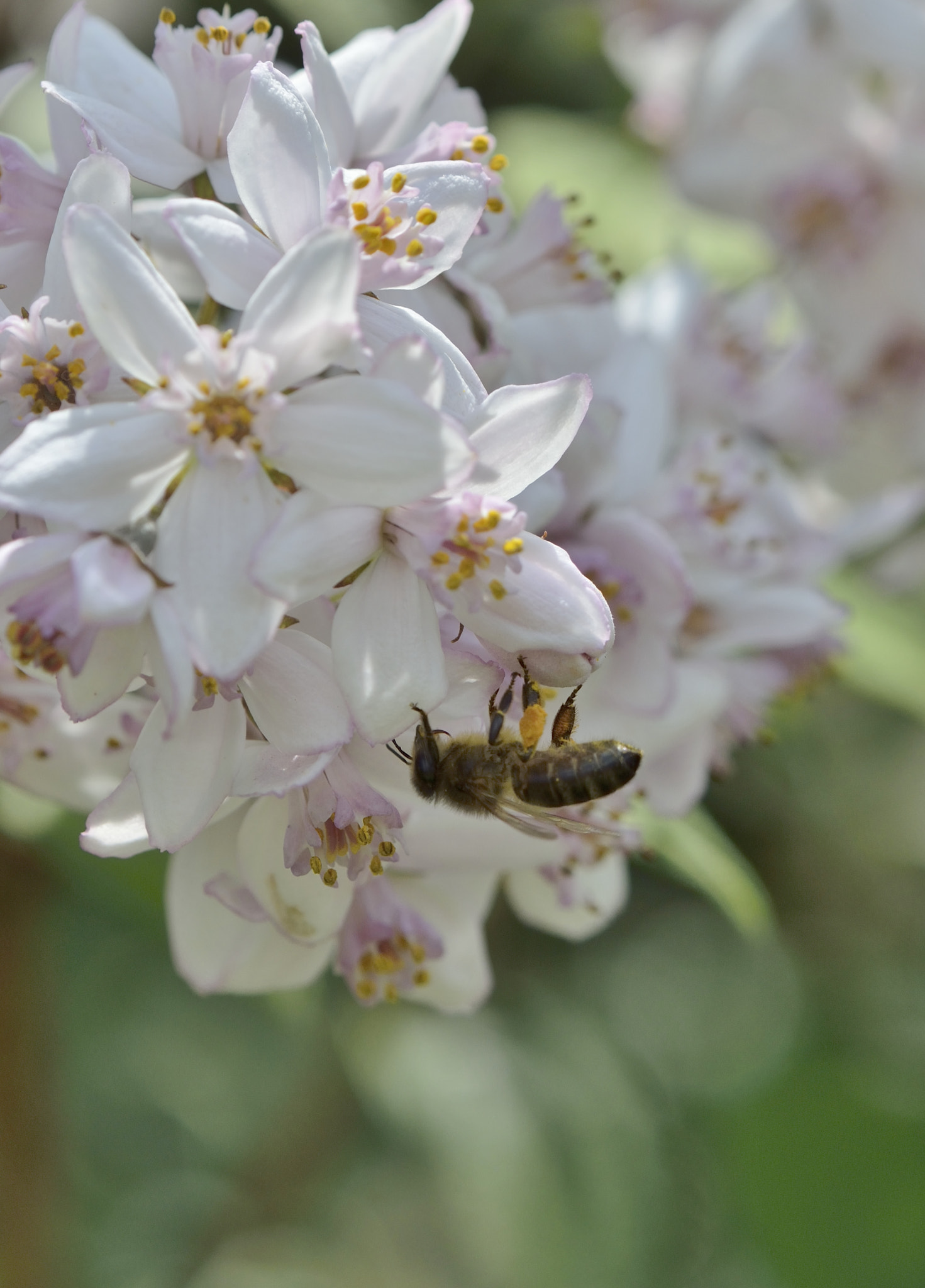 Nikon AF-S DX Micro-Nikkor 85mm F3.5G ED VR sample photo. Abeille§deutzia photography