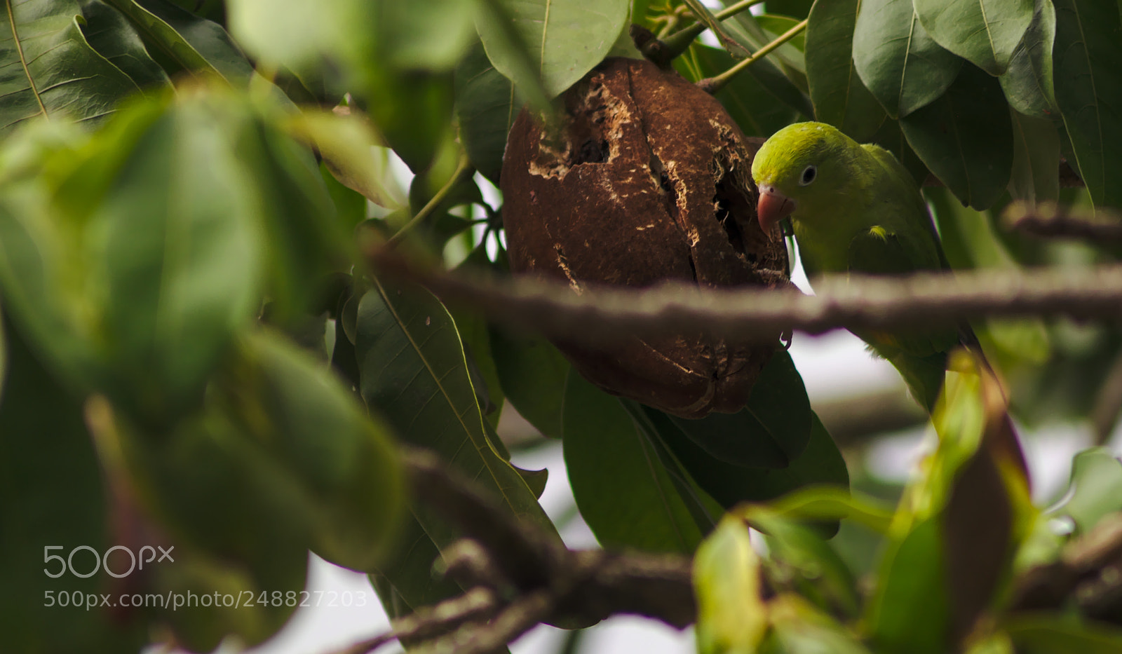 Nikon D90 sample photo. Brotogeris tirica eating cacau photography