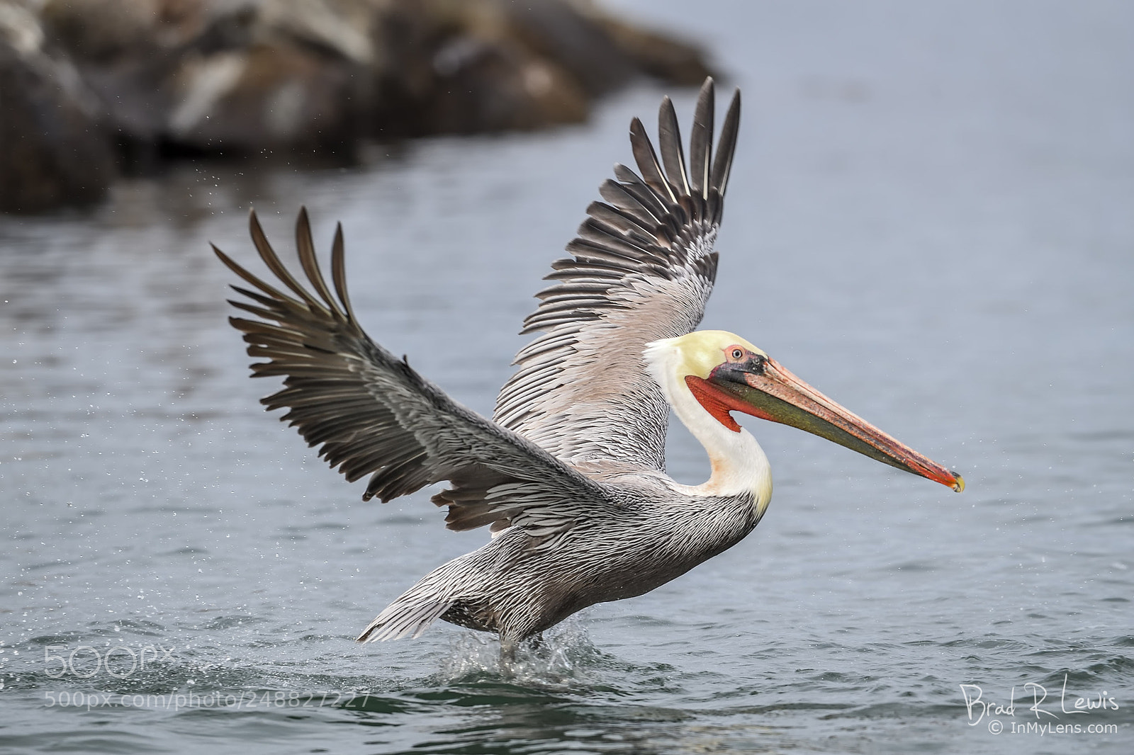 Nikon D5 sample photo. Brown pelican - lift photography