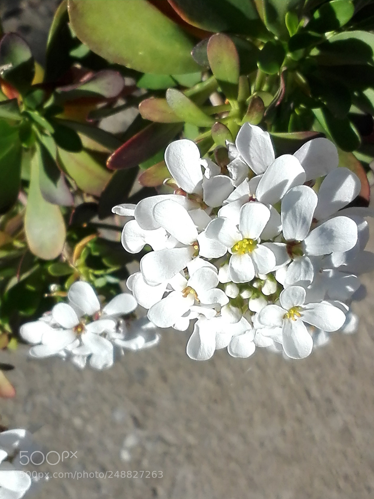 HUAWEI P8 Lite sample photo. Spring photography