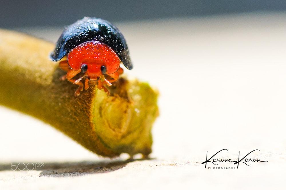 Sony a99 II sample photo. Lady bug photography