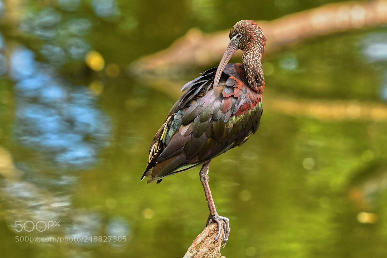Nikon D810 sample photo. Glossy ibis photography