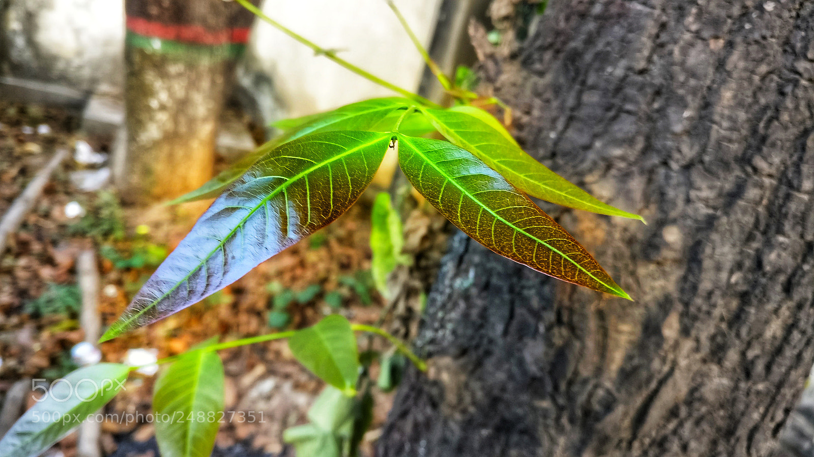 OnePlus A3003 sample photo. Untitled photography