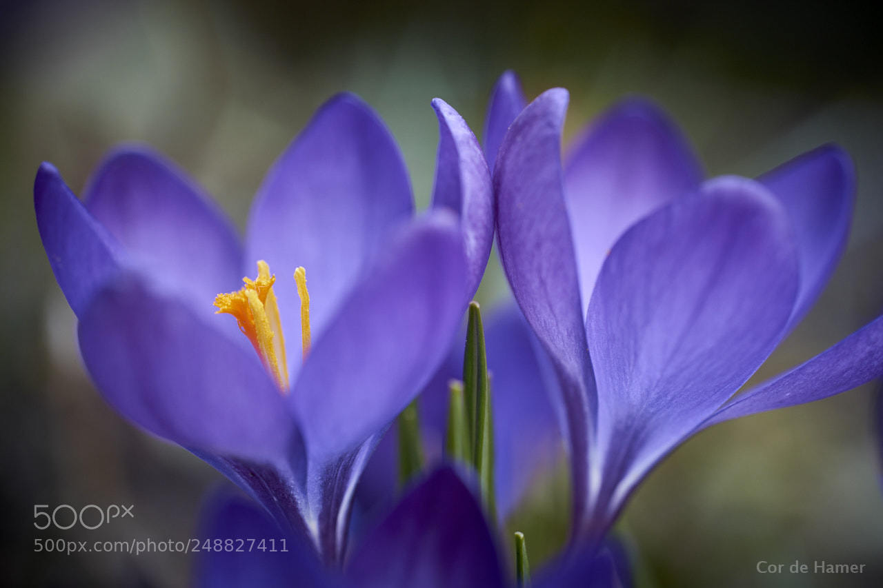 Sony SLT-A99V sample photo. Spring time photography